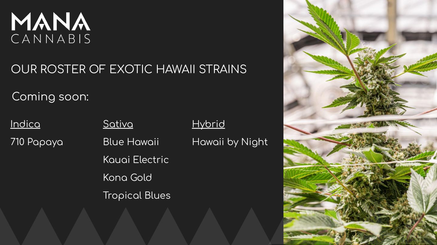Mana Cannabis Sales Tool Slide 8